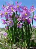 grasswidows